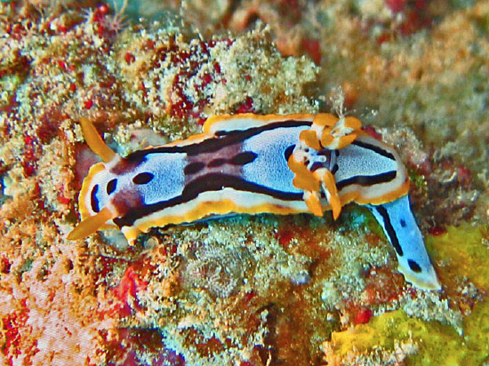  Chromodoris michaeli (Sea Slug)